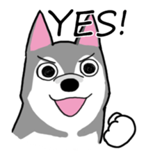 HahahaHusky sticker #13442640