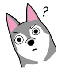 HahahaHusky sticker #13442649