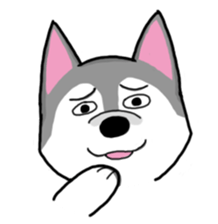 HahahaHusky sticker #13442655