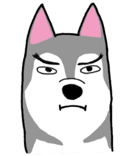 HahahaHusky sticker #13442656