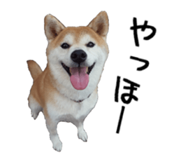 FICKLE SHIBA sticker #13442718