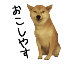 FICKLE SHIBA sticker #13442719