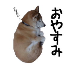 FICKLE SHIBA sticker #13442720