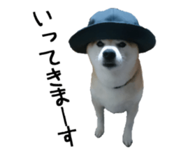 FICKLE SHIBA sticker #13442721