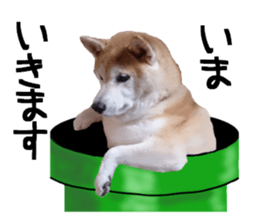FICKLE SHIBA sticker #13442722