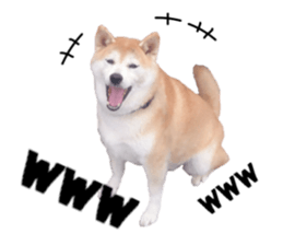 FICKLE SHIBA sticker #13442723