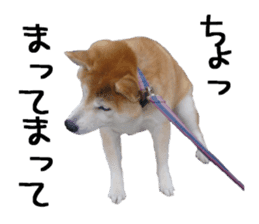 FICKLE SHIBA sticker #13442724