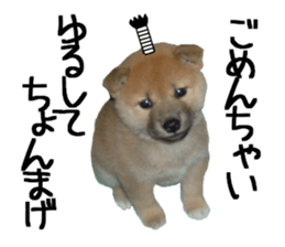 FICKLE SHIBA sticker #13442726