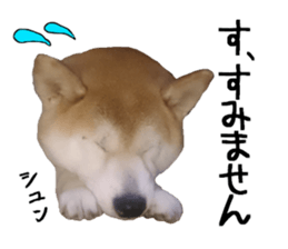FICKLE SHIBA sticker #13442727
