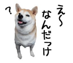 FICKLE SHIBA sticker #13442728