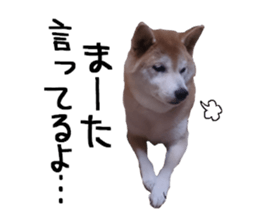 FICKLE SHIBA sticker #13442729