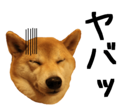 FICKLE SHIBA sticker #13442730