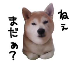 FICKLE SHIBA sticker #13442731