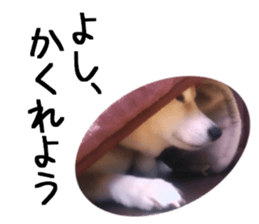 FICKLE SHIBA sticker #13442732