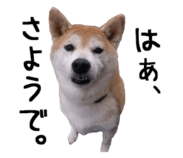 FICKLE SHIBA sticker #13442733