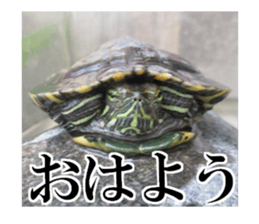 I love turtle. sticker #13443470