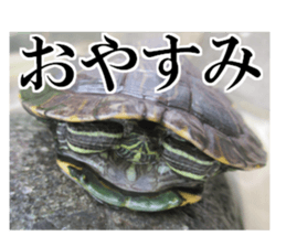 I love turtle. sticker #13443471