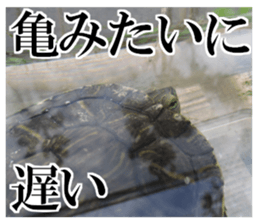 I love turtle. sticker #13443472