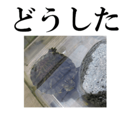 I love turtle. sticker #13443473