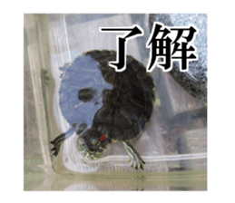 I love turtle. sticker #13443474