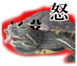 I love turtle. sticker #13443475