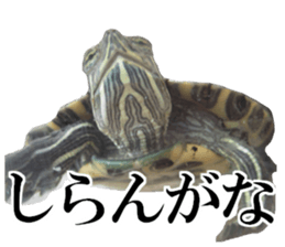 I love turtle. sticker #13443477