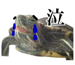 I love turtle. sticker #13443478