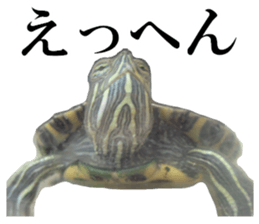 I love turtle. sticker #13443479