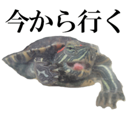 I love turtle. sticker #13443480