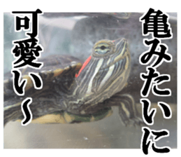 I love turtle. sticker #13443481