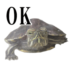 I love turtle. sticker #13443482