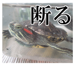 I love turtle. sticker #13443483