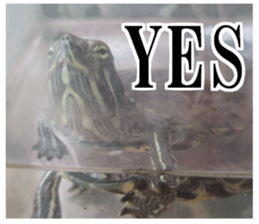 I love turtle. sticker #13443484