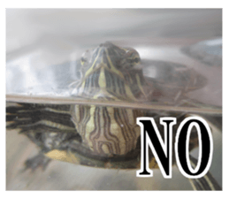 I love turtle. sticker #13443485