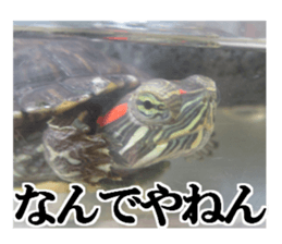 I love turtle. sticker #13443486