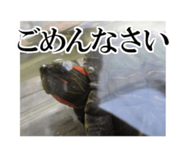 I love turtle. sticker #13443487