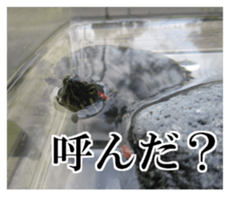 I love turtle. sticker #13443488