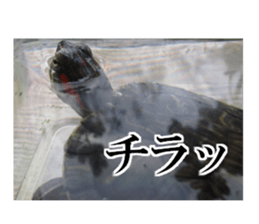 I love turtle. sticker #13443489