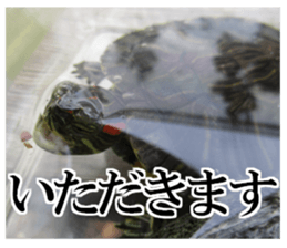 I love turtle. sticker #13443490