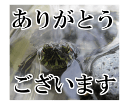 I love turtle. sticker #13443491