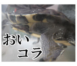 I love turtle. sticker #13443492