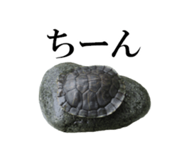 I love turtle. sticker #13443493