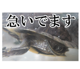 I love turtle. sticker #13443494