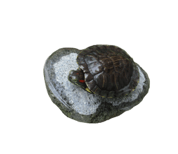 I love turtle. sticker #13443495