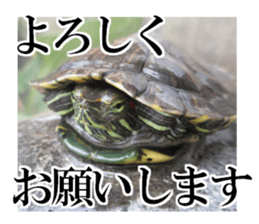 I love turtle. sticker #13443496