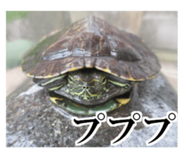 I love turtle. sticker #13443497