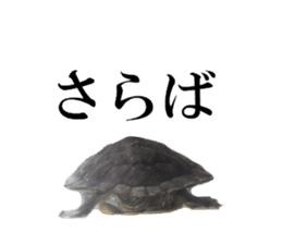 I love turtle. sticker #13443499