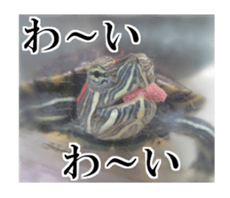 I love turtle. sticker #13443500