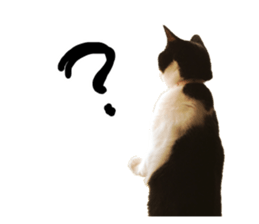 Cat familys Vol.1 sticker #13443832