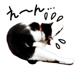 Cat familys Vol.1 sticker #13443833